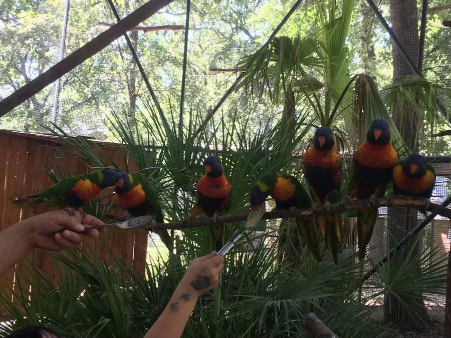 Perroquets loris multicolores se posant sur la main d'un visiteur dans la volière immersive de Happy Forest