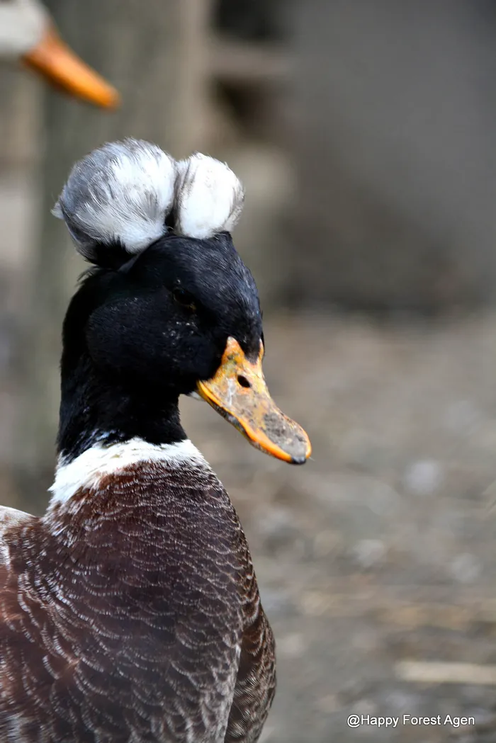 Canard huppé du parc animalier de Happy Forest
