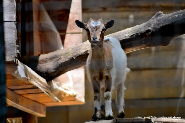 Chevreau de la mini-ferme de Happy Forest
