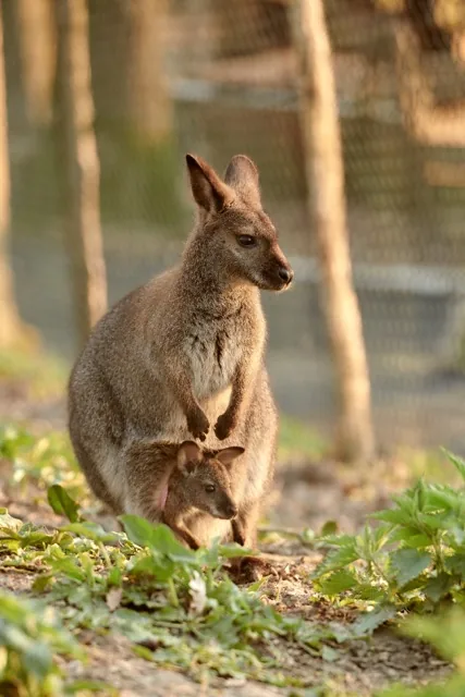 Kangourou (wallaby) et son bébé dans la poche, au parc animalier de Happy Forest