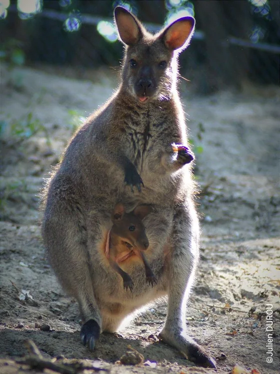Wallaby et son bébé dans la poche au parc animalier de Happy Forest