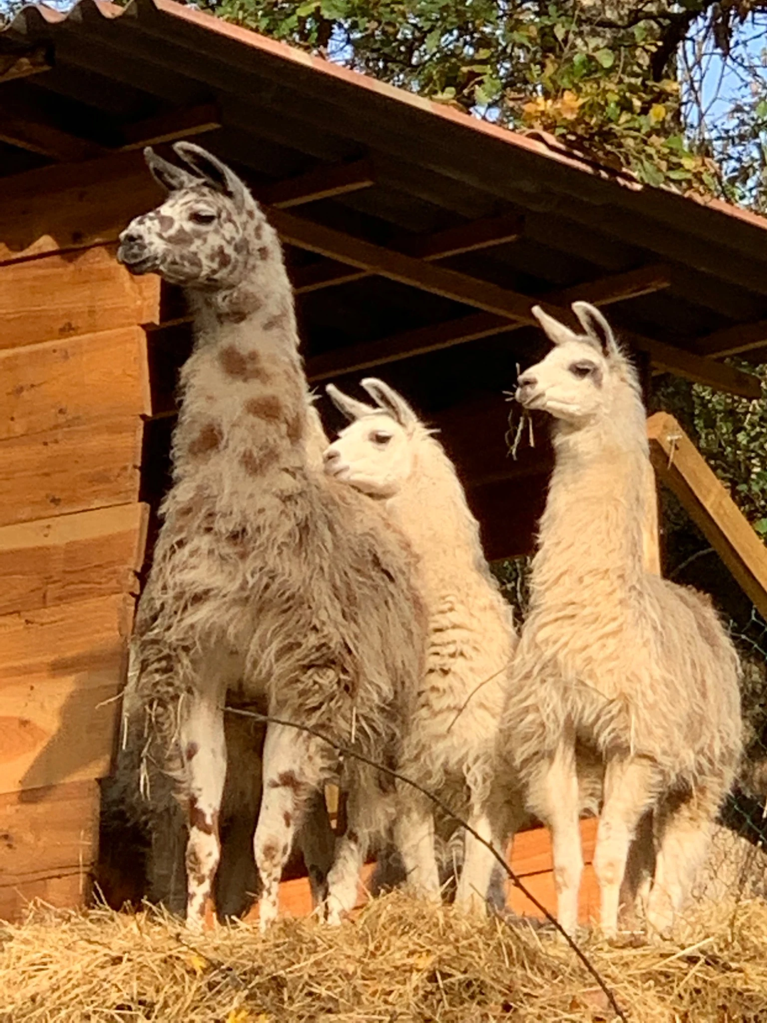 Trois lamas devant leur abri au parc animalier de Happy Forest