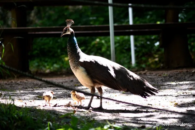 Paonne et ses poussins dans le parc animalier de Happy Forest
