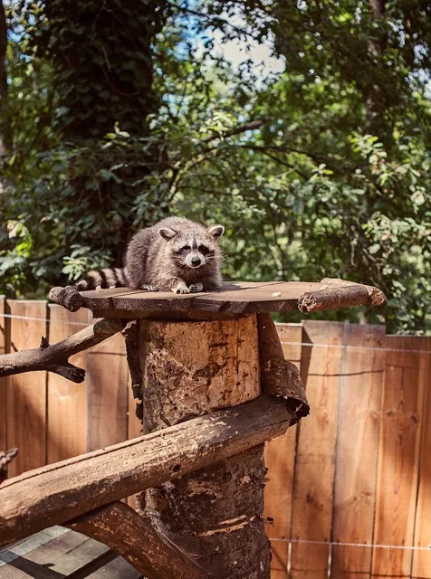 Raton laveur du parc animalier de Happy Forest